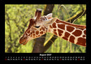 Giraffen Fotokalender 2027 - 8