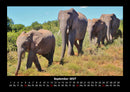 Elefanten Fotokalender 2027 - 9