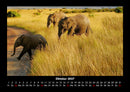 Elefanten Fotokalender 2027 - 10