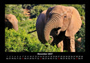 Elefanten Fotokalender 2027 - 11