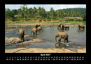 Elefanten Fotokalender 2027 - 4