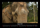 Elefanten Fotokalender 2027 - 8