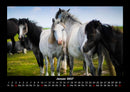 Die Welt der Pferde Fotokalender 2027 - 1