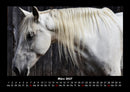 Die Welt der Pferde Fotokalender 2027 - 3