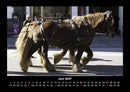 Die Welt der Pferde Fotokalender 2027 - 6