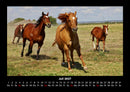 Die Welt der Pferde Fotokalender 2027 - 7