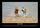 Hunde Fotokalender 2027 - 1