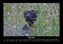 Hunde Fotokalender 2027 - 5