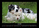Hunde Fotokalender 2027 - 7