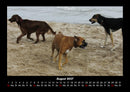 Hunde Fotokalender 2027 - 8