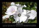 Blumenzauber Fotokalender 2027 - 9