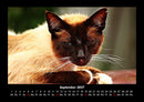 Für Katzenfreunde Fotokalender 2027 - 9