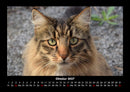 Für Katzenfreunde Fotokalender 2027 - 10