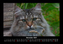 Für Katzenfreunde Fotokalender 2027 - 11