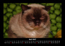 Für Katzenfreunde Fotokalender 2027 - 4
