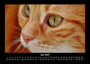Für Katzenfreunde Fotokalender 2027 - 6