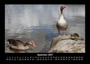 Enten Fotokalender 2027 - 9