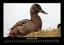 Enten Fotokalender 2027 - 11