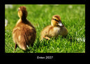 Enten Fotokalender 2027 - Hauptbild
