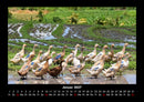 Enten Fotokalender 2027 - 1