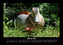 Enten Fotokalender 2027 - 2