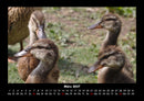 Enten Fotokalender 2027 - 3