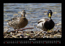 Enten Fotokalender 2027 - 5