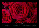 Rosentraum Fotokalender 2027 - 9