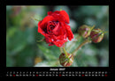 Rosentraum Fotokalender 2027 - 1