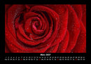 Rosentraum Fotokalender 2027 - 3