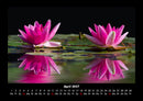Rosentraum Fotokalender 2027 - 4