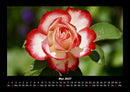 Rosentraum Fotokalender 2027 - 5