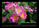 Rosentraum Fotokalender 2027 - 7