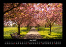 Bäume Fotokalender 2027 - 6