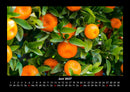 Obstkalender Fotokalender 2027 - 6