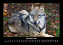 Tiere in der Wildnis Fotokalender 2027 - 11