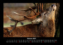 Tiere in der Wildnis Fotokalender 2027 - 2