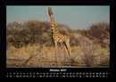 Giraffen Fotokalender 2027 - 10