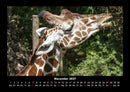 Giraffen Fotokalender 2027 - 11