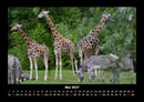 Giraffen Fotokalender 2027 - 5