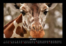 Giraffen Fotokalender 2027 - 7