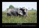 Der Elefantenkalender Fotokalender 2027 - 1
