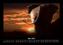 Der Elefantenkalender Fotokalender 2027 - 3