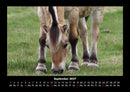 Die Welt der Pferde Fotokalender 2027 - 9