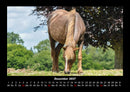 Die Welt der Pferde Fotokalender 2027 - 12