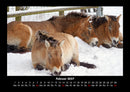 Die Welt der Pferde Fotokalender 2027 - 2