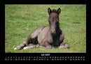 Die Welt der Pferde Fotokalender 2027 - 7