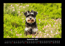 Hundezauber Fotokalender 2027 - 9