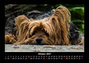 Hundezauber Fotokalender 2027 - 10