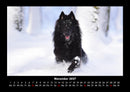 Hundezauber Fotokalender 2027 - 11